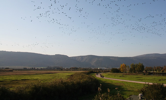 ציפורים מכסות את אגמון החולה
