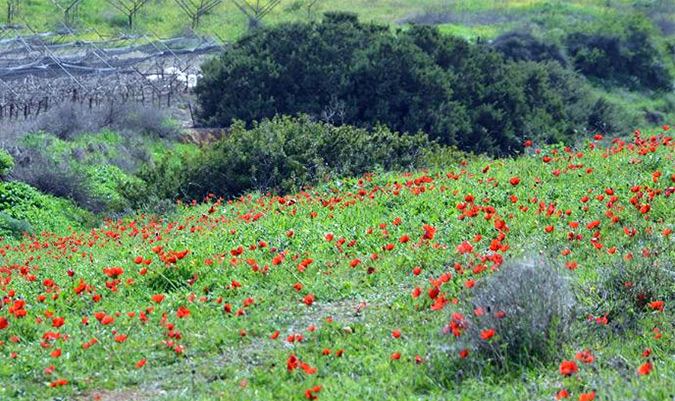 כלניות ביער אמציה