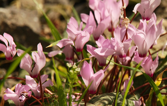 רקפות פורחות בנחל אלכסנדר