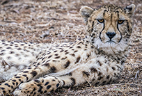 טיול עם ילדים בדרום אפריקה