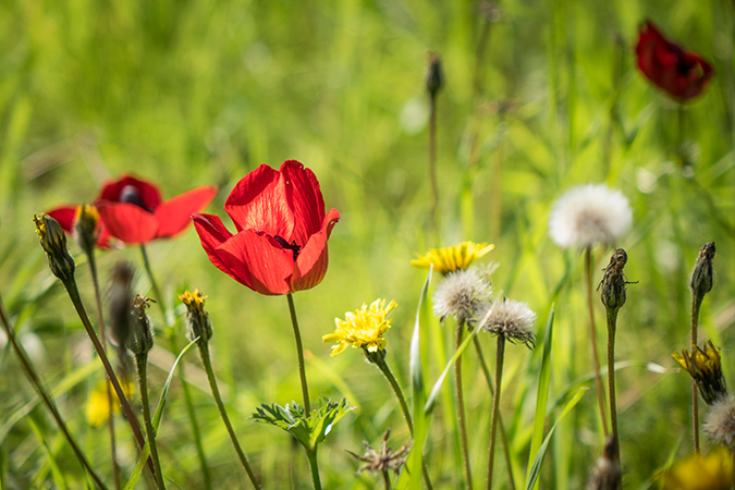 פריחת כלניות ביער שוקדה
