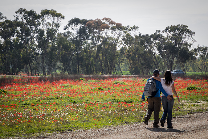 מרבדי כלניות בדרום הארץ