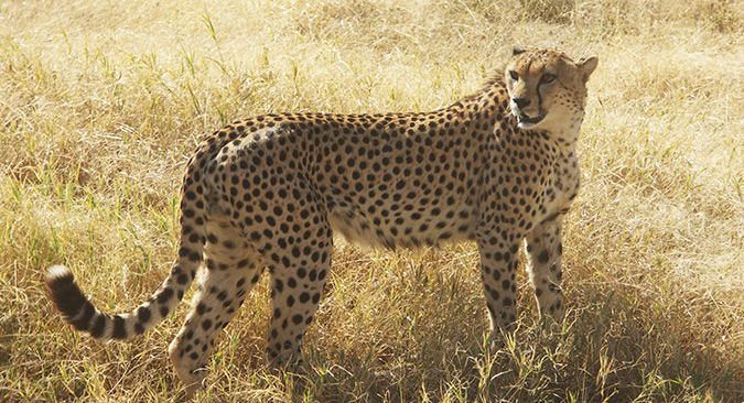 צ'יטה בספארי בטנזניה