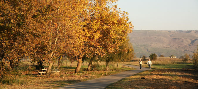 אגמון החולה