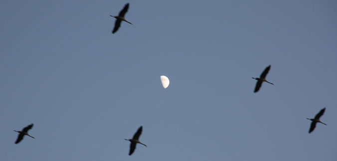 ציפורים - אגמון החולה