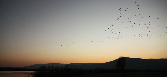 אגמון החולה