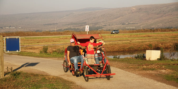 אגמון החולה