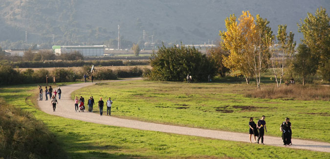 אגמון החולה