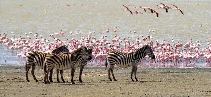 אפריקה - שמורת נגורונגורו