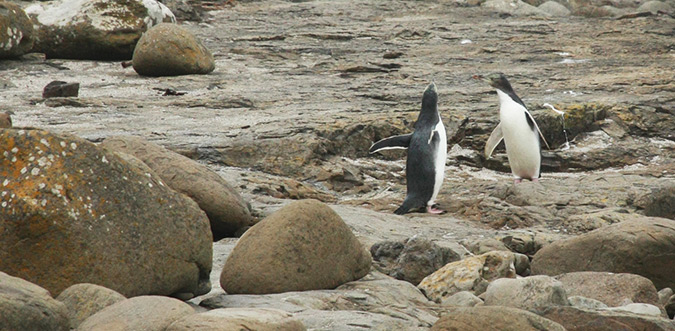 מפגש פינגווינים