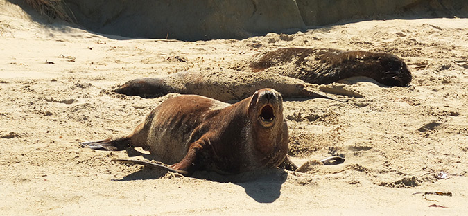 אריות ים בטבע