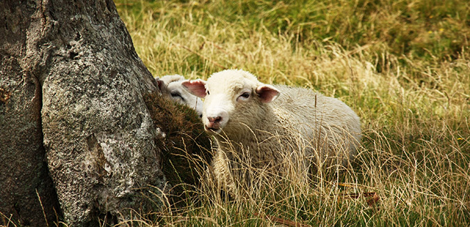 כבשה ישנה צהריים