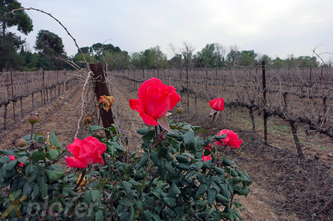 ורדים - ורד - גפנים