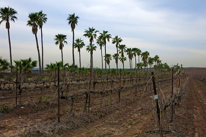 בדרך אל מצפה טל