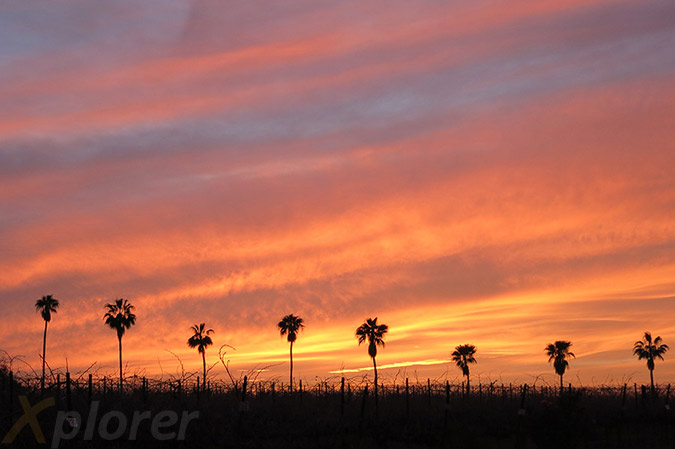 שקיעה מעל דקלים
