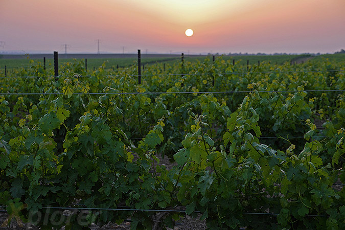 כרם - גפנים - שקיעה