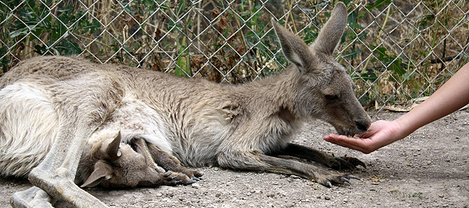 קנגרו - גן גורו
