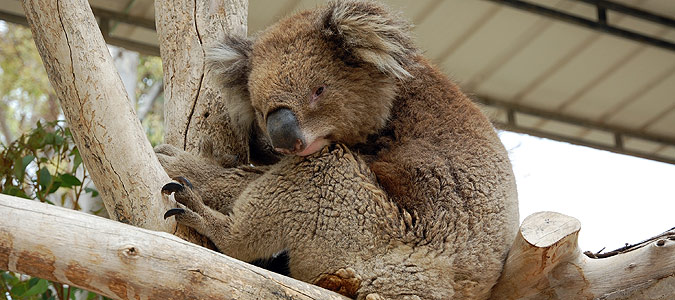 קואלה - גן גורו