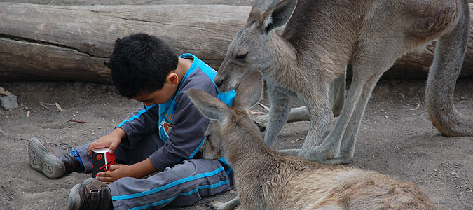 קנגרו - גן גורו