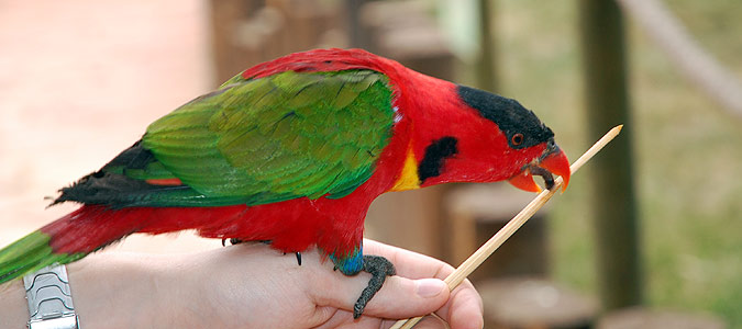 תוכי - גן גורו