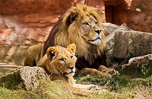 טיסות זולות לאפריקה