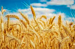 טיסות זולות לשבועות